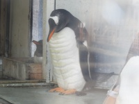 お腹が...（画像はおたる水族館＠otaruaquariumより提供）