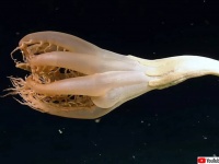 新種の可能性も。クトゥルフのような触手を持つウミエラの仲間が発見される