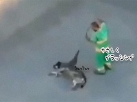 野良犬の体をやさしくブラッシングするのが日課の清掃員