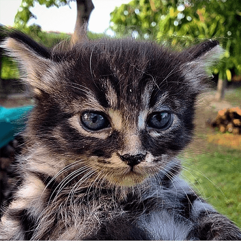 癒しの極上写真を自分で撮ろう！　動物を可愛く撮れるカメラアプリ3選☆#3