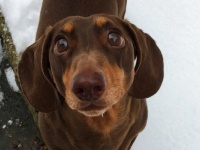 犬、喜び過ぎた。飼い主が自宅待機、うれしすぎて尻尾降りすぎて負傷したらしい犬が発見された