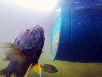 魚だってなつくんです。5年間女性と友情を育み続ける淡水魚（アメリカ）