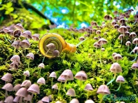 めちゃくちゃメルヘン...！（写真はリュウさんのツイートより）