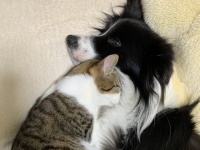 「ママ大好き～！」ワンちゃんに甘えるネコちゃんの姿にほっこりする人が続出！