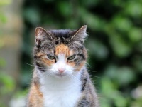 ペットの老猫を追い出そうとした同居の婚約者男性の娘（妊娠中）に怒りが収まらず、2人を家から追い出した女性