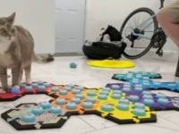 猫のビリさん「お外に行きたい！」でもご主人は今から仕事。「後でね」を完璧に理解した模様