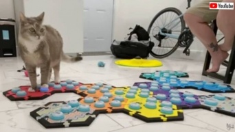 猫のビリさん「お外に行きたい！」でもご主人は今から仕事。「後でね」を完璧に理解した模様
