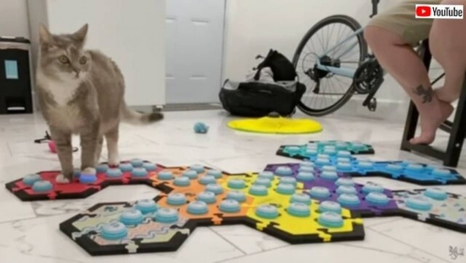 猫のビリさん「お外に行きたい!」でもご主人は今から仕事。「後でね」を完璧に理解した模様