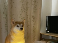 これが...波動犬！？　スゴいの放ちそうな柴さんに12万人感服