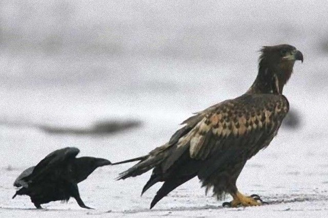 crowsnanimals15_e