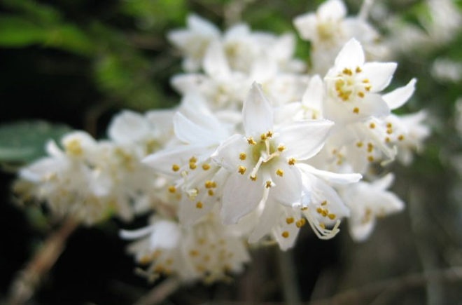 ウツギの花