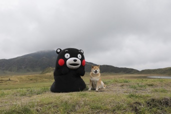 柴犬まるの2016年を振り返ってみよう