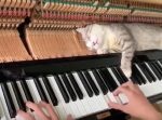 爆睡ニャンコ。　ピアノに叩かれても全然起きない猫。