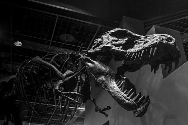 monochrome-1378799_640_e