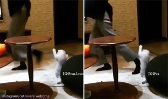 何？エクササイズ？うちもやる!飼い主が踊っている後ろで猫も一緒に踊りだずの構図