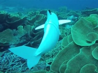 魚そっくりにスイスイ泳ぐ！水中の食物連鎖に巻き込まれるかも？海中を泳ぐフィッシュロボ「SoFi」