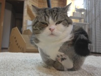 そして汁になる。猫の液化現象を克明に記録した映像