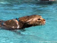 カワウソが水中を泳いでる！？いいえ違います、それは猫です。
