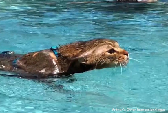 カワウソが水中を泳いでる！？いいえ違います、それは猫です。