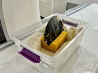 CTスキャンを受ける魚の様子はこちらです。上手に泳げなくなったエンゼルフィッシュの検査