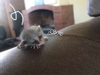 かわいいオンリーアフリカ。天井から小さな天使「ブッシュベイビー」の赤ちゃんが落ちてきた！