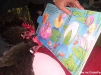ニワトリたちに絵本を読み聞かせたところ、夢中になってページを見入る