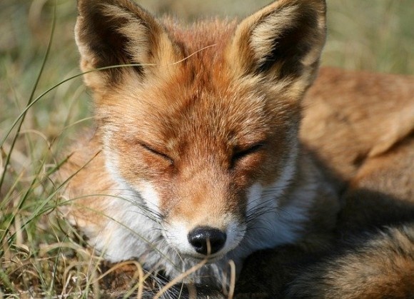 red-fox-4502730_640_e