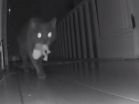 夜は猫の時間だもの。カエルのぬいぐるみを配りながら家の中をパトロールする猫