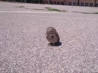 こんなところで何しているの？可愛いフクロウとアスファルトの上の接近遭遇
