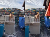 船上の、犬も、いい波乗ってんね！絶妙のバランス感覚で船内に立つ犬
