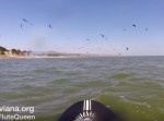 【心臓に悪い】パドルサーフィン中に遭遇した“◯◯◯”にビビる…