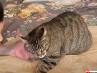 山火事で6年間行方不明だった猫が元気な姿で帰ってきた！