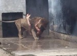 【悲報】動物園のライオンが人間を…　いったいなぜ？