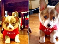 ほんとにもう、大きくなりやがって。育ち盛りの犬たちビフォー・アフター総集編