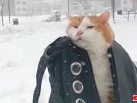 リュックの中の猫、一面の銀世界に「雪？ノー！」と叫んで一瞬で姿を消す