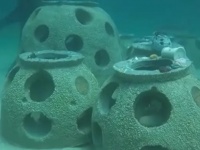 人間の遺灰で作った人工魚礁を海に投下。海洋生物たちが棲みつき、フロリダの海岸線が復活（アメリカ）