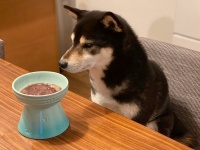 「飼い主さんが食べてるのと違いますよね？」　愛犬に「犬用おしるこ」をあげたら、虚無顔になっちゃった件