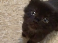「君が恋しくてたまらない…」世界中から愛された黒猫コールくん。ご主人クリスさんによる彼の映像10選を見てみよう