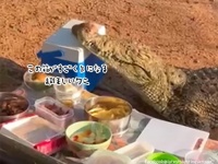 クーラーボックスがなぜか気に入ってしまったワニ。顔をぴっとりくっつけた後、奪い取って去っていく