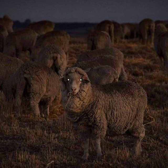 creepy-sheep2_e
