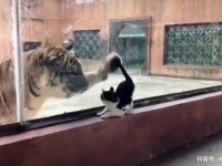 子猫とトラの間の超えられない壁？ある日動物園で1匹と1頭が出会ったのだが