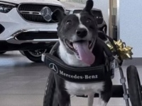 私の愛車はベンツなの！交通事故で足を失った犬、メルセデス社特製の車椅子で走り回る