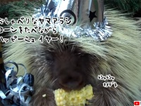 おしゃべりなヤマアラシ、とうもろこしを食べながらハッピーニューイヤー！（要音声）