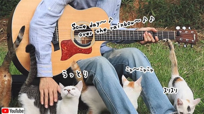 こんな動画だけ見ていたい。野良猫たちの為の野外コンサート会場はこちらです