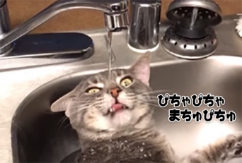 蛇口から直接飲むのまではわかるが...猫の水の飲み方がいろいろおかしい件