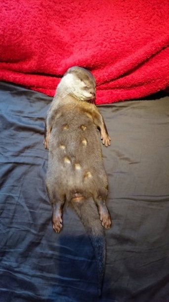 カワウソちぃたん☆（＠love_otter_love）さんのツイート