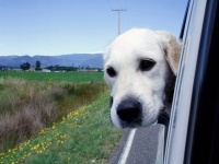 犬が車の窓から顔を出すことを禁止する法案が提出される