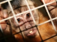 倫理的問題も指摘される霊長類モデルの動物実験 （shutterstock.com）