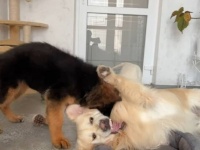 愛犬ズのベッド争奪戦「今度はボクが借りる番！」と、子犬たちのベッドを占領するゴールデン