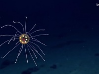 まるでUFO！　深海3700メートルに潜む発光クラゲ
